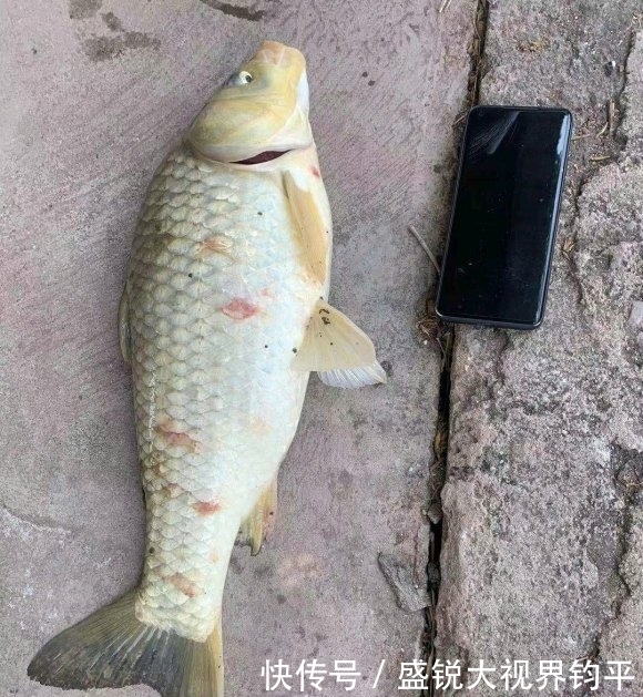 四川钓鱼人钓起“水库鲫鱼王”，重5斤，网友：并不好吃