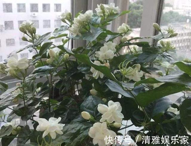 淘米|茉莉花最爱3种“肥料”,家中就有,浇一点,花大芳香、开爆盆!