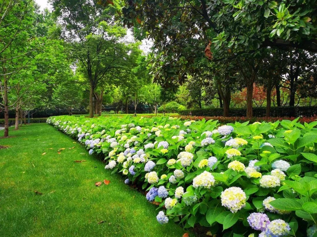 马卡龙|绣球繁花尽绽放 徐汇街头觅“清新”