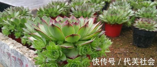 老桩|5种多肉，皮实又好养，独苗变老桩，长出状态美极了