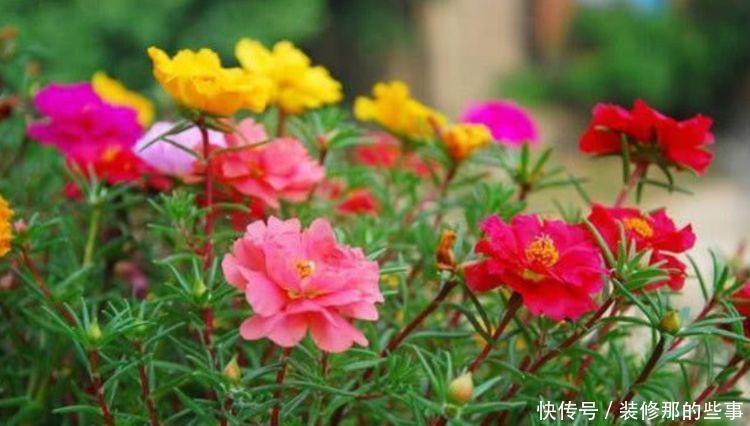 适合养在阳台的花卉,阳台轻松开出花海,妖艳妖娆,花朵姿态万千