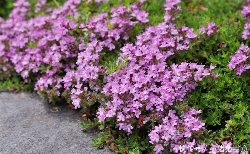 喜欢叶子有香味的花?5种芳香的绿植,比绿萝更好养更耐看