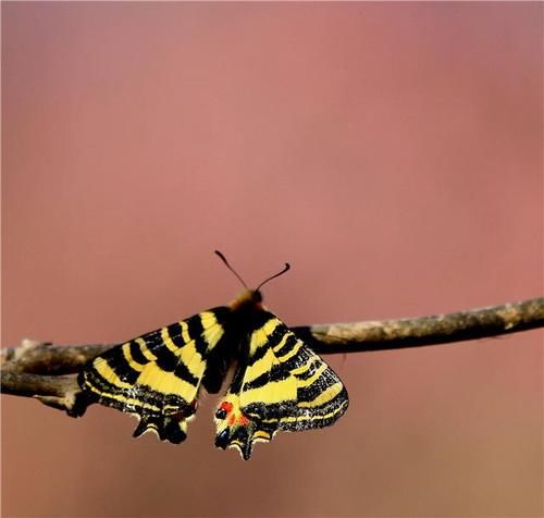 手机怎么羽化图片