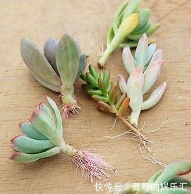 栽种|刚种不久的多肉,是否可以拔出来重新栽种