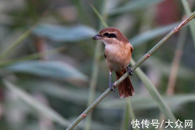 马踏湖|马踏湖生态保护区：湖水湖鱼生态湖泊 芦苇荷花鸟的天堂