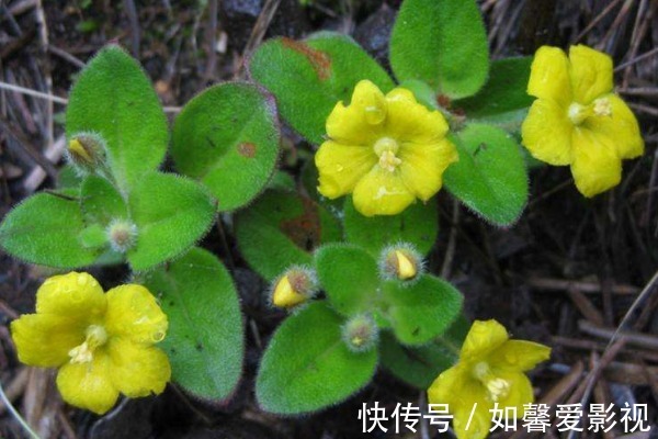 雨久花|农村到处可见的4种野草,被很多人选择无视,其实药用价值很高!