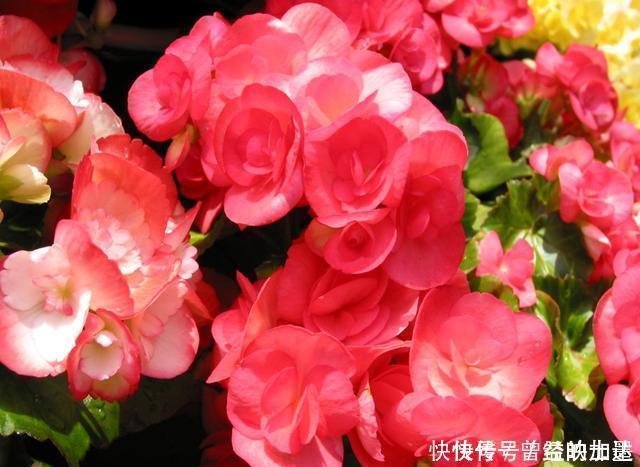 此4种花，随便摘片叶子都能繁殖一棵，轻松爆盆，阳台变花园