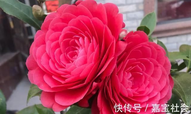 施肥|2种“废水”家家有，处理之后来浇花，根粗叶绿，半年不用施肥