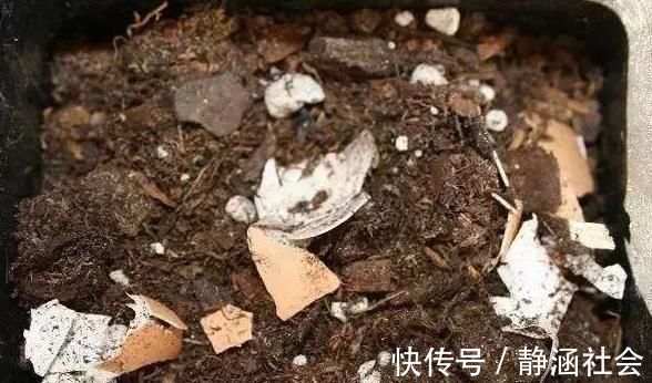 蛋黄|养君子兰，喂上两个“蛋”，叶片壮实像白菜，花朵蹭蹭蹿