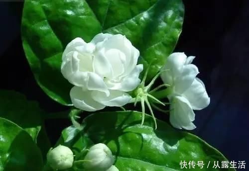 剪子|7月养茉莉花,1剪子下去“新枝条”翻倍,入秋又能“开爆盆”