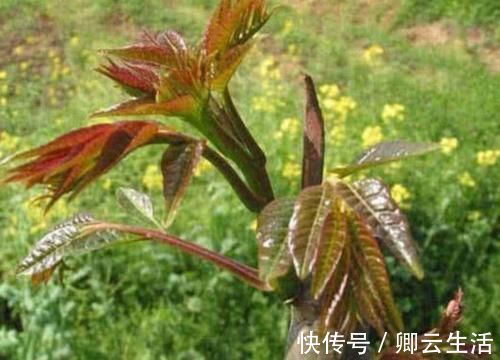 重金属|大夫忠告:聪明人从不吃3种蔬菜,对健康影响大,不妨了解一下