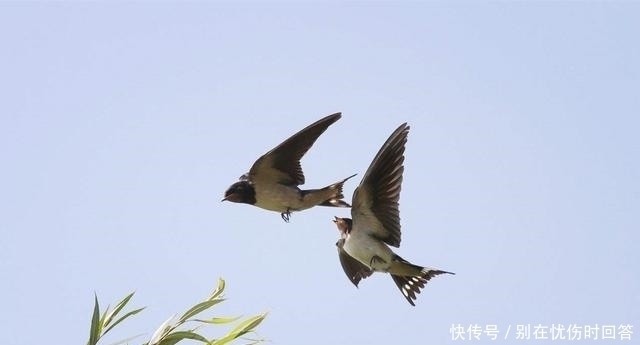 “宅子现四喜,家中出能人”,实际指代啥专家反正听了不吃亏