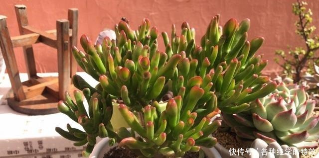 羞红|秋风轻吻,多肉,羞红了脸颊