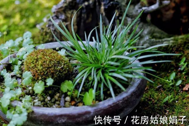 它位列“花草四雅”,耐阴能力强,室内光照不好也能养好