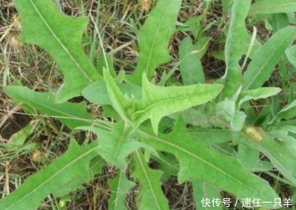 助孕素|农村地里常见的几种野菜,补肾,强筋骨,吃过吗?