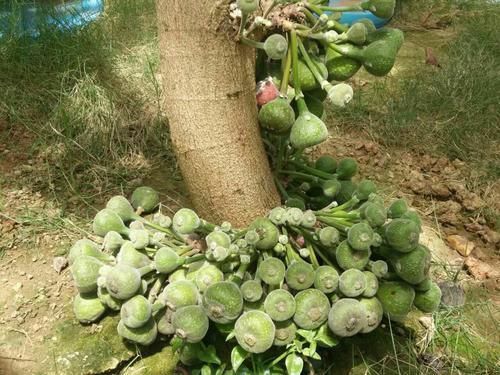 榛子|农村纯天然的木瓜,不仅抗衰老,还补钙活血,你们那有吗