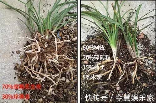 这2种“壳”丢了太可惜,埋花土里3年不板结,种什么花都旺!