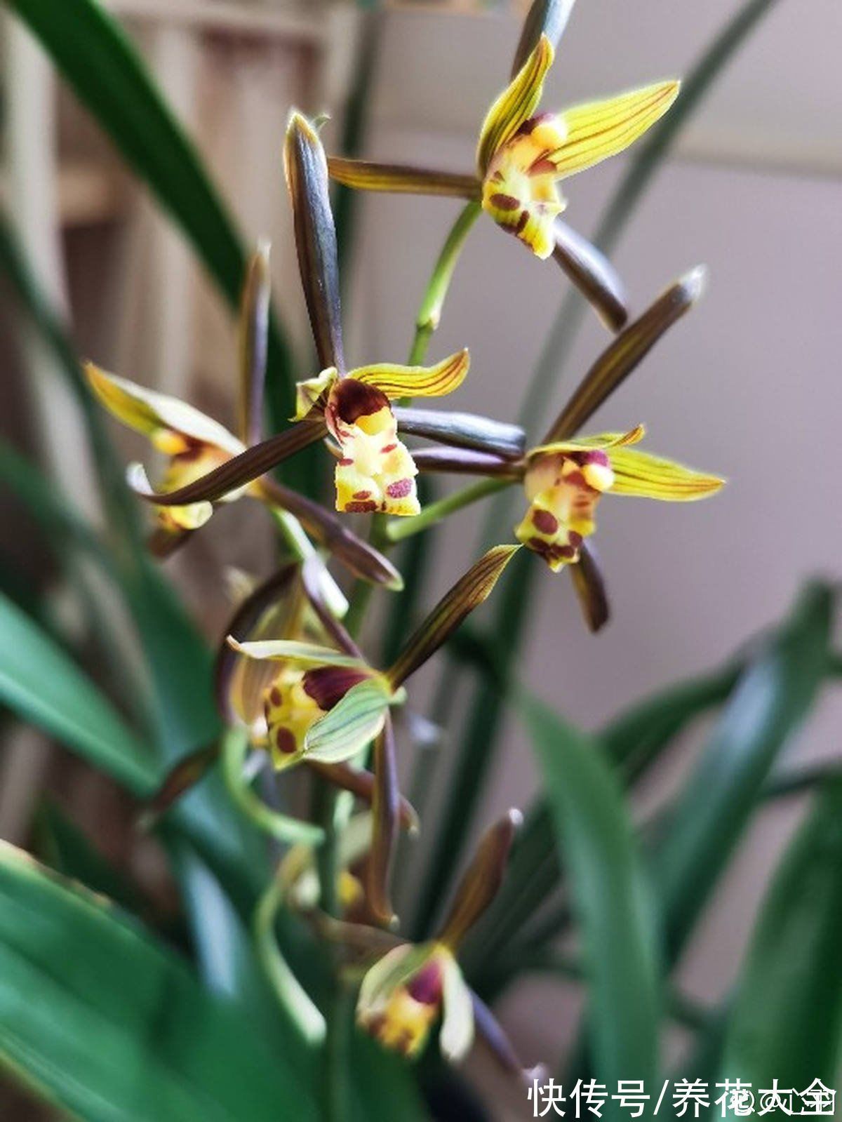 兰花|养花还有鄙视链?养普货兰花被嘲笑,爷爷气得不打一处来