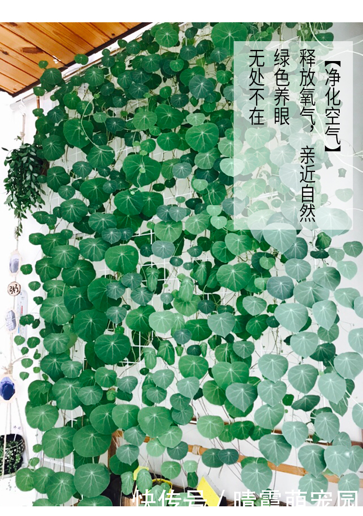 龙骨|5种“丑花”,寓意却大,富贵又威武,再丑也要养一盆