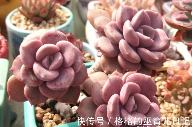 老肉友的多肉上盆秘籍,新手看完照着操作,回头就能变成高手