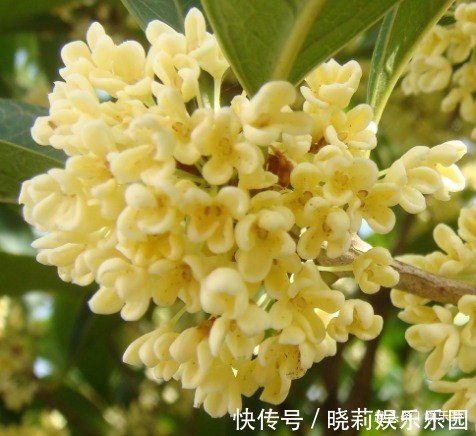 桂花!此花深受文人雅士的喜爱,风情万种格外迷人,寓意着富贵、大丰收