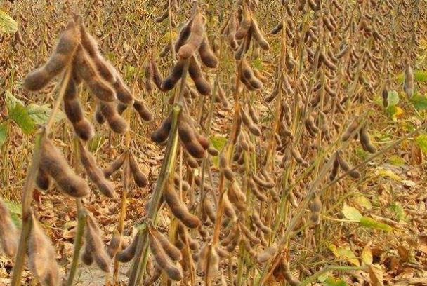 补充|更年期女性再没钱,也要多吃3种食物,补充雌激素,人也显年轻