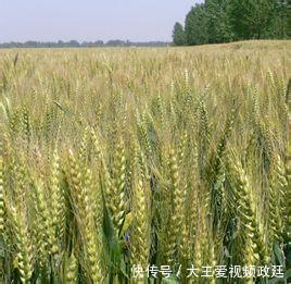 食在大唐--唐人当时的主食是什么