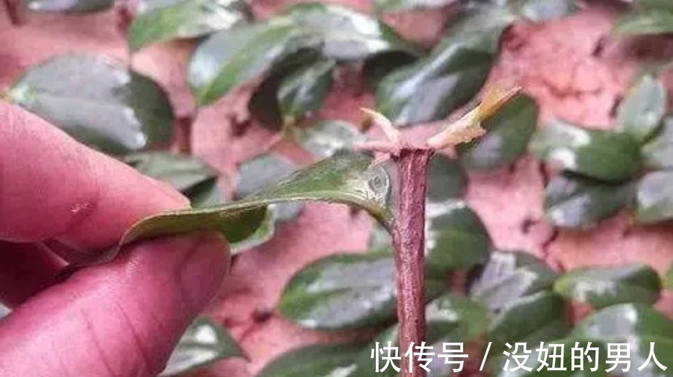 甜水|养花自制“小甜水”,扦插时生根发芽长得快,比“生根剂”还好用