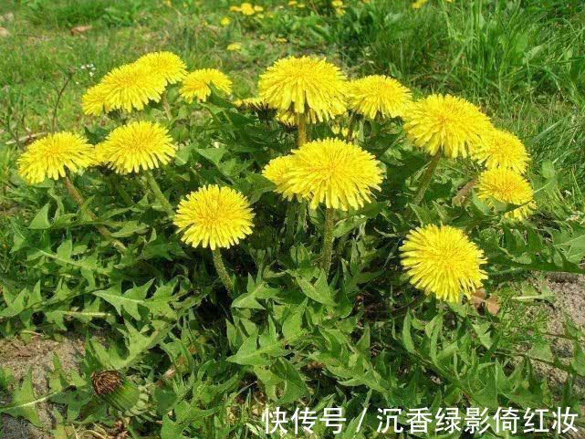 肝脏|坦白说三斤枸杞抵不过“此物”一钱，平肝火，堪比“养肝王”