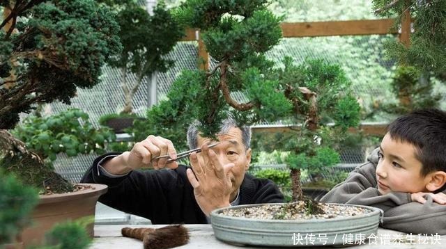 “岩石与树枝”一步步完美契合，叹服附石盆景的魅力无人能挡！