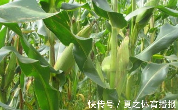 病害|玉米延缓衰老、清理肠胃，农民种植掌握病害防治，收获高产玉米
