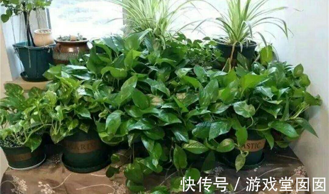 养花不会浇水吗?六大口诀记心间,养啥都能长得旺