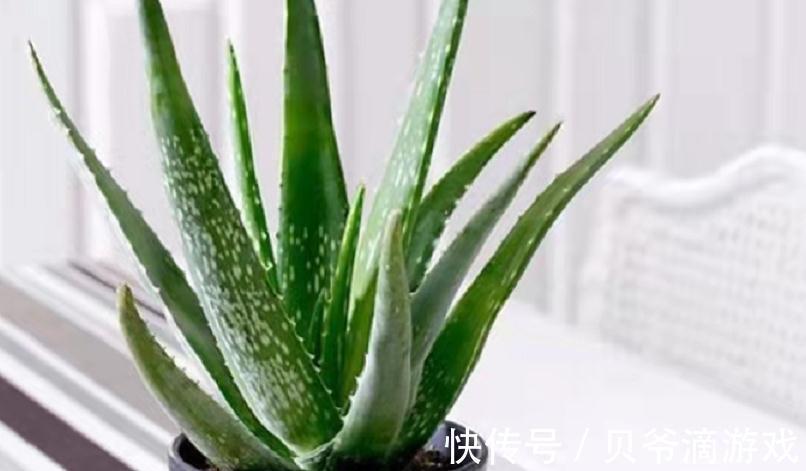 该怎么种植“家庭小药箱”芦荟?多注意4点,茎叶肥美多汁