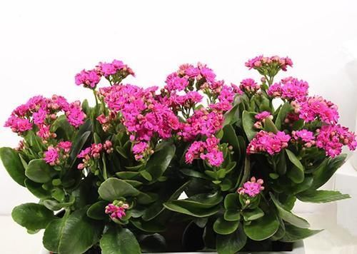 种花|六种花从年前开到年后，花开灿烂、芬香四溢，喜庆又吉祥