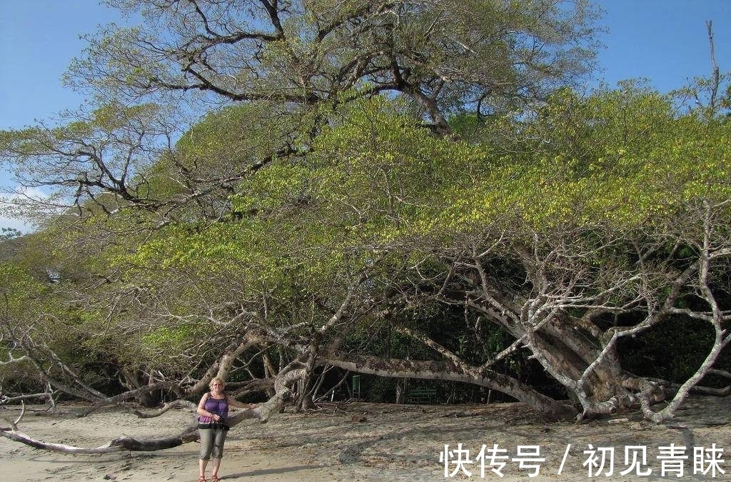 剧毒|毒番石榴树有多毒，摸都摸不得，在树下躲雨都能中毒