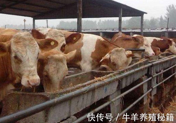 养殖户|牛消化不好拉稀怎么办?牛消化不良拉稀的治疗,学会了很有用