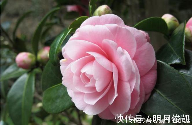 长寿花|此3种花剃头正当时，现在剃的好，秋冬开花早