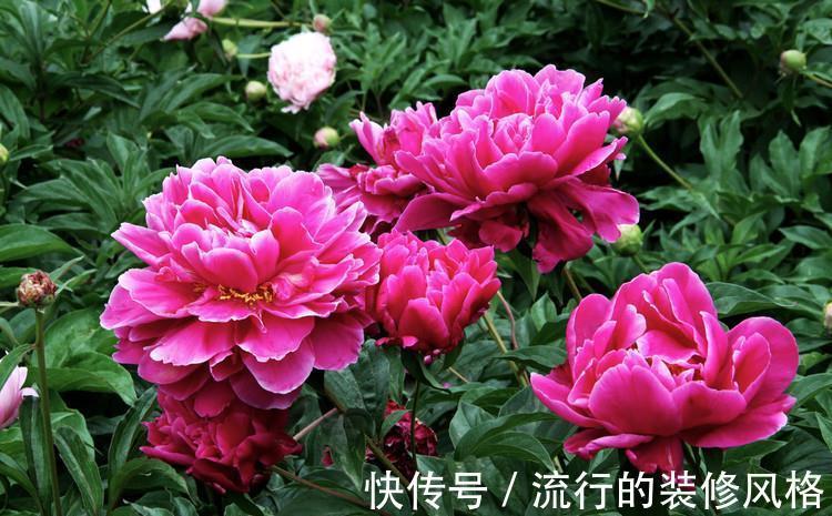 旱金莲|9月6日-9月21日,庭院选这几款花,耐旱又耐晒,花开大又艳
