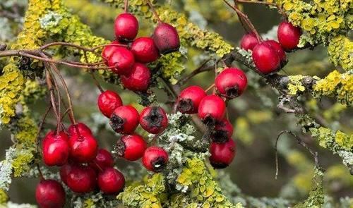 女性不想老太快，多吃几种食物，补血润肤，延缓衰老，滋补身体