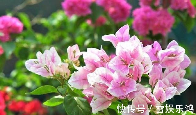 养护|这花名叫“百变小樱”，开起花来“不管不顾”，叶子都不长了！