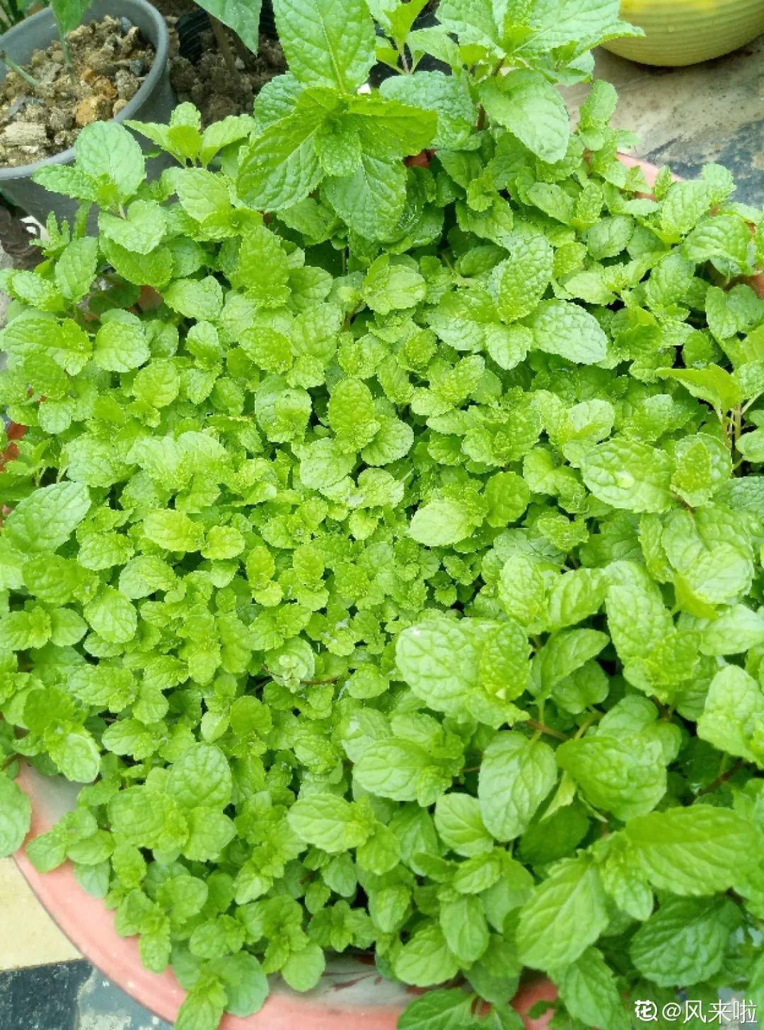 折腾不死的25种花，咋养都爆盆，家里必须养！