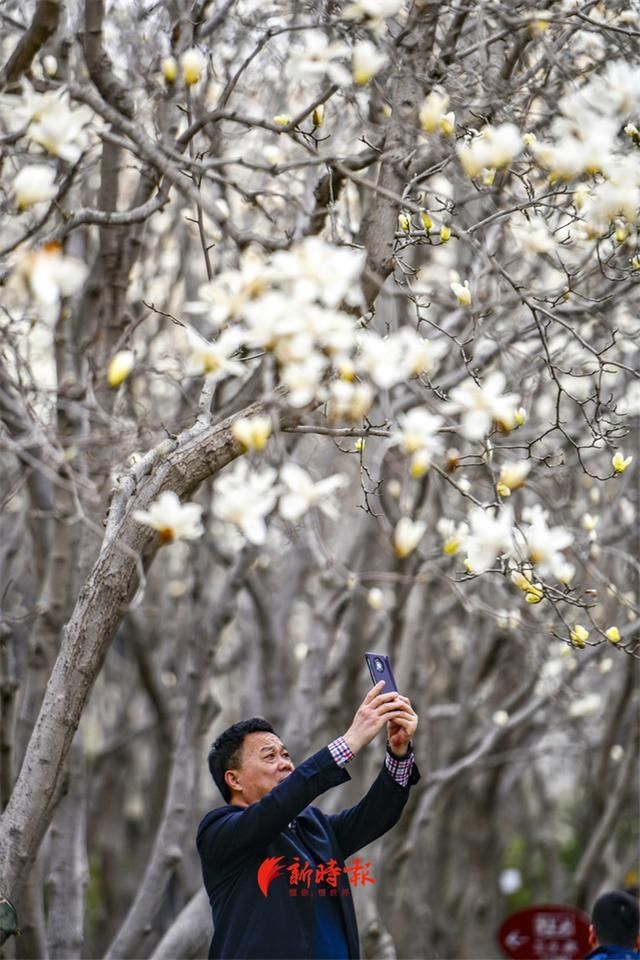 济南这条玉兰花大道，专治低头族