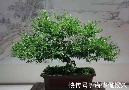 老桩|聪明人喜欢“2绿植”,养人还旺财,枝条变老后,就成“镇家宝”