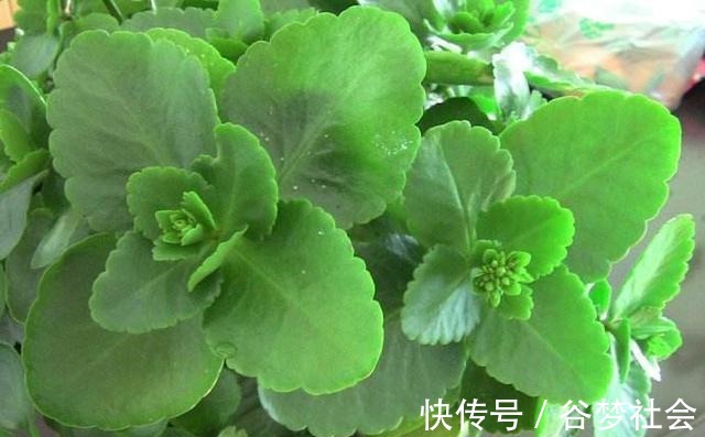 花花朵|长寿花养护技巧,做到了此几点,保证长寿花花朵大叶子绿!