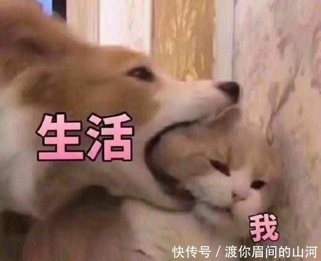 |搞笑表情包大集合,请在评论区晒出你的表情包