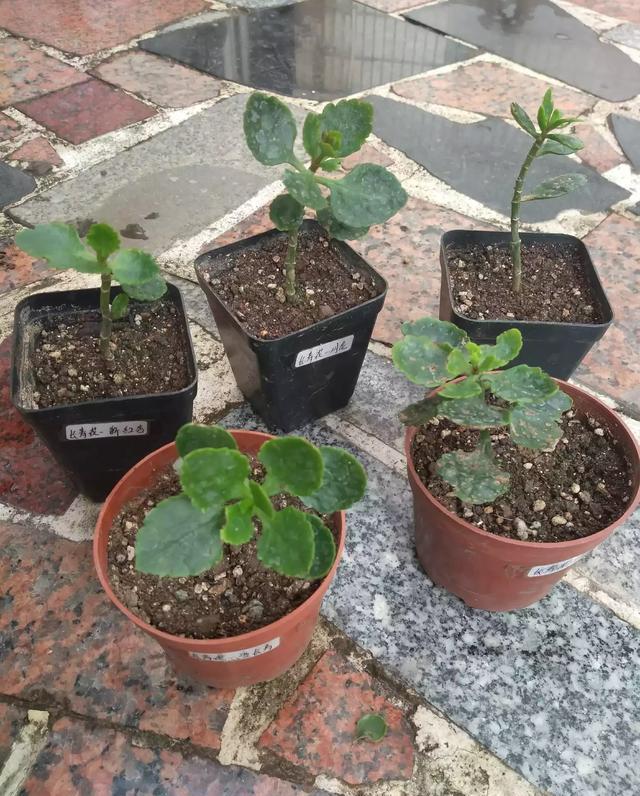 新买的长寿花丑的“不像样，学一招修剪，变成树形“小老桩”！