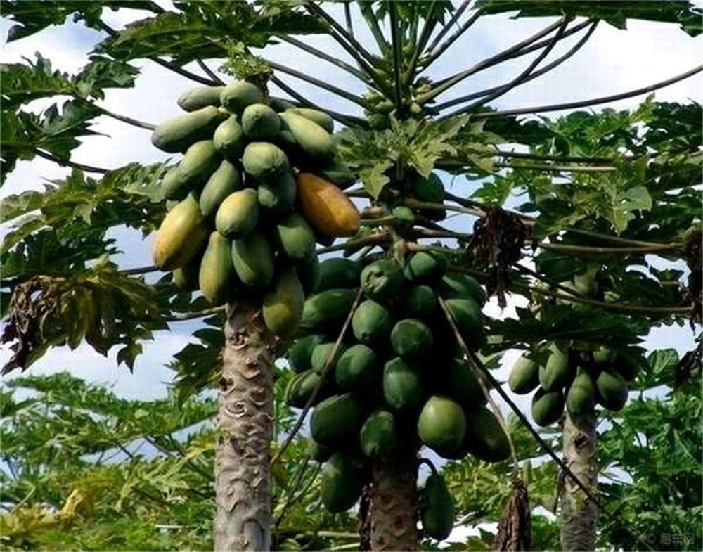 泡酒|水果酒技术-木瓜可以泡酒吗?木瓜泡酒的方法