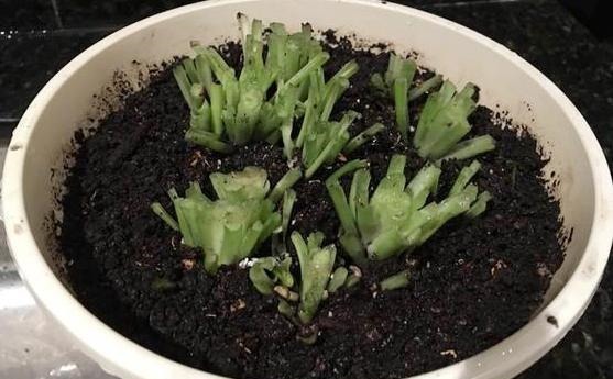 下面4种花枯死也别扔,叶子全剪掉,“新芽”1个月后就窜出来