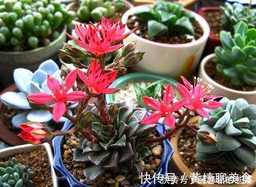 小老桩|5种多肉植物,开花别剪掉,像中奖一样很少见,你家养过几种?