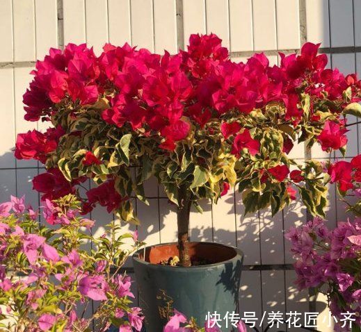 年后花市开门，赶紧去“捡漏”，这7种花，花低价就能买“好货”